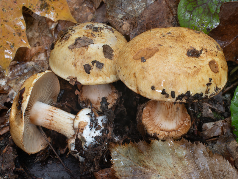 Cortinarius osmophorus